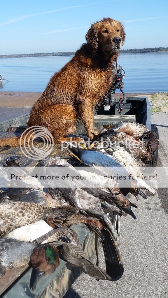 Duck hunting at Lake Somerville? TexAgs
